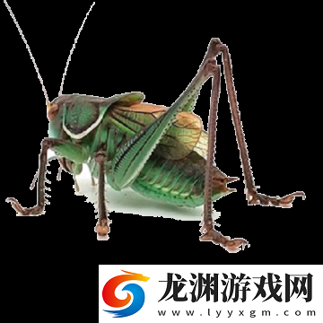 蟈蟈T